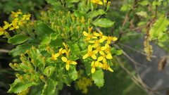 Brachyglottis perdicioides