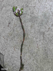 Lachnaea