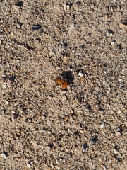 Dasymutilla arenivaga