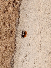 Dasymutilla arenivaga