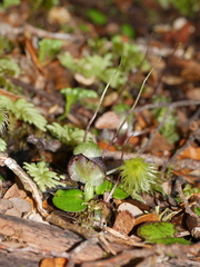 Corybas vitreus