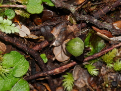 Corybas vitreus