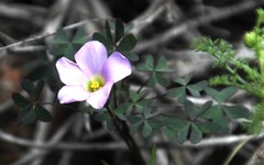 Oxalis comosa
