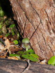 Corybas vitreus