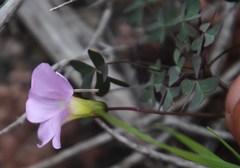 Oxalis comosa