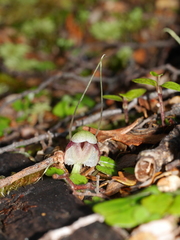 Corybas vitreus