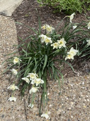 Narcissus
