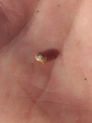Glyphyalinia indentata
