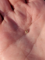 Glyphyalinia indentata
