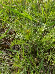 Lepidium perfoliatum