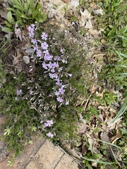 Phlox subulata