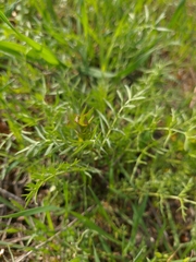 Lepidium perfoliatum