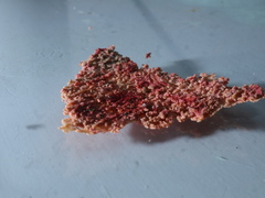 Phanerochaete sanguinea