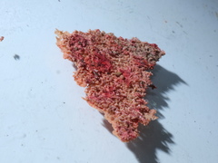Phanerochaete sanguinea