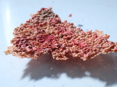 Phanerochaete sanguinea
