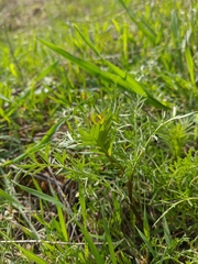 Lepidium perfoliatum