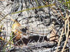 Pedioplanis burchelli