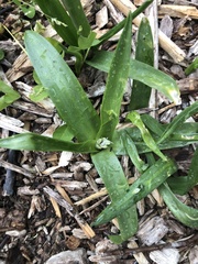 Hyacinthus orientalis