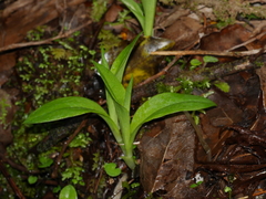 Pterostylis oliveri