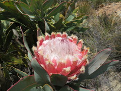 Protea magnifica