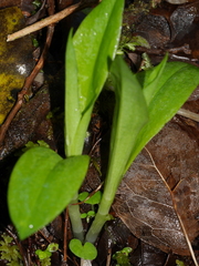 Pterostylis oliveri