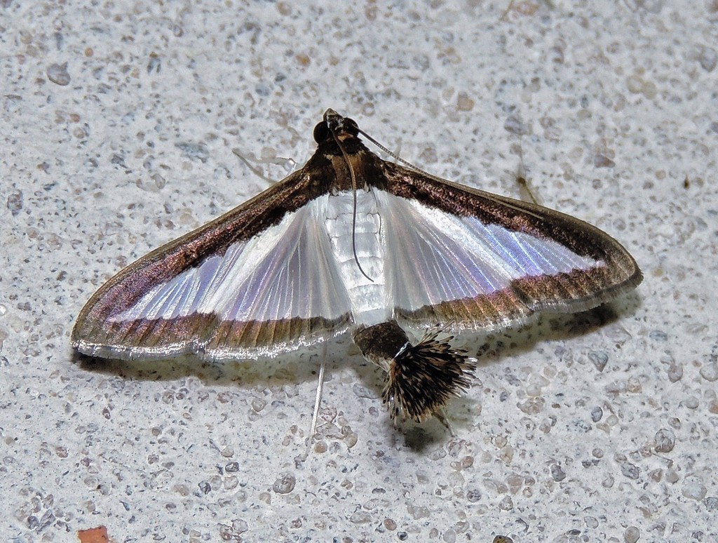 Melonworm Moth