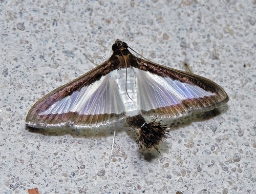 Melonworm Moth