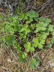Geranium asphodeloides tauricum