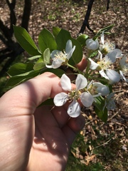 Pyrus communis communis