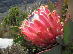 Protea magnifica