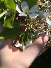 Pyrus communis communis