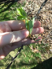 Pyrus communis communis