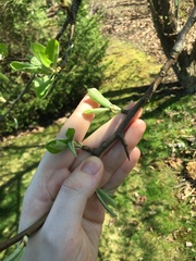Pyrus communis communis