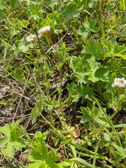 Arabis recta