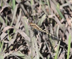Orthetrum brachiale