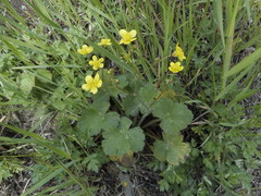 Ranunculus velutinus