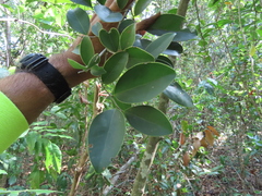 Monteverdia elongata