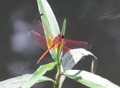 Trithemis arteriosa