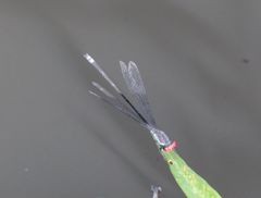 Pseudagrion sublacteum