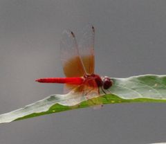 Brachythemis lacustris