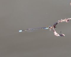 Pseudagrion sudanicum