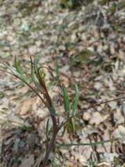 Lathyrus rotundifolius