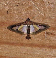 Diaphania elegans