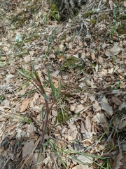Lathyrus rotundifolius