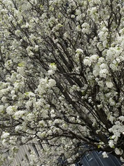 Amygdaloideae