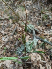 Lathyrus rotundifolius