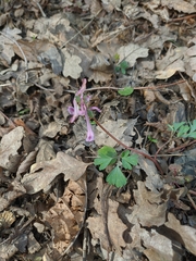 Corydalis paczoskii