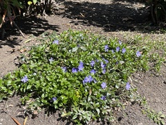 Vinca minor