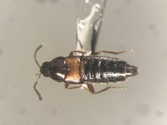 Aleochara gracilicornis