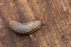 Arion fasciatus